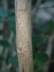 Calliandra tergemina