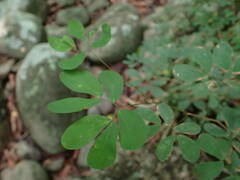 Calliandra tergemina
