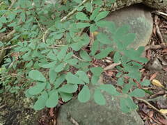 Calliandra tergemina