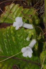 Streptocarpus davyi image