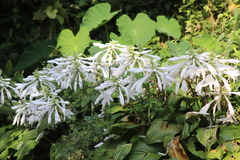 Hosta plantaginea