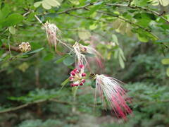Calliandra tergemina