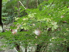 Calliandra tergemina