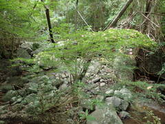 Calliandra tergemina