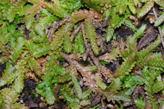 Selaginella mittenii