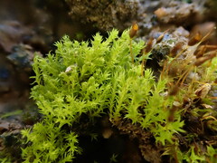 Pseudocrossidium hornschuchianum