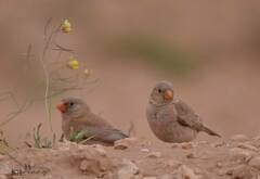 Bucanetes githagineus