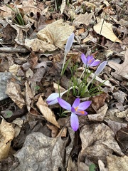 Crocus tommasinianus