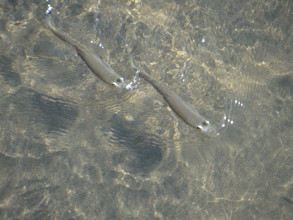 Pacific Four-eyed Fish