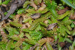 Selaginella mittenii