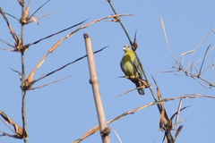 Treron phoenicopterus