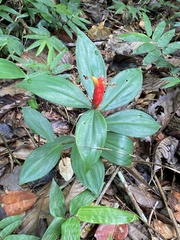 Costaceae
