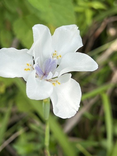 Dietes iridioides image