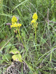 Bulbine abyssinica