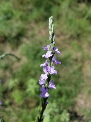 Verbena xutha