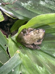 Scinax elaeochroa