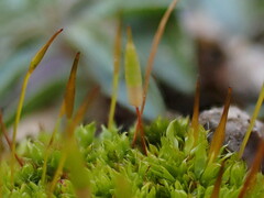 Tortula subulata