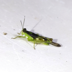 Paulinia acuminata