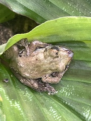 Scinax elaeochroa