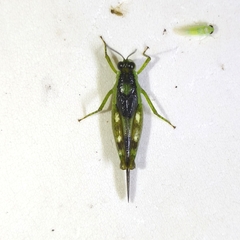 Paulinia acuminata