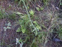 Erigeron primulifolius