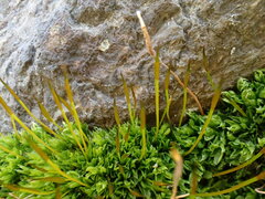 Tortula subulata