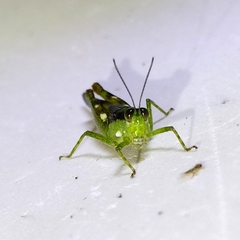 Paulinia acuminata