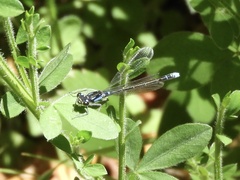 Cyanallagma interruptum