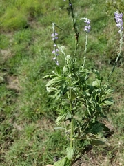 Verbena xutha