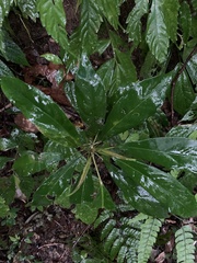 Elaeocarpus japonicus