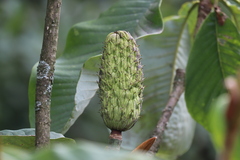 Magnolia officinalis