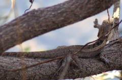 Amphibolurinae