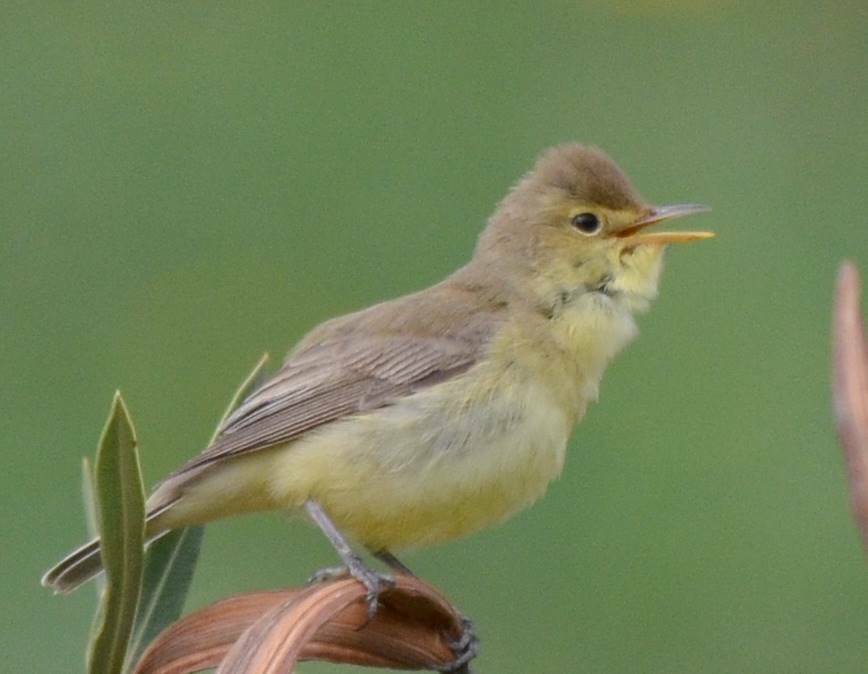 Melodious Warbler (Hippolais polyglotta)