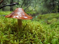 Cortinarius collinitus