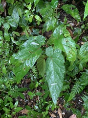 Begonia longifolia