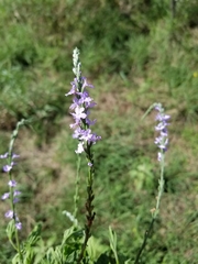 Verbena xutha