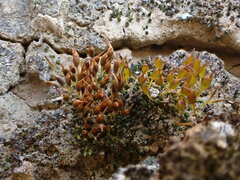 Pterygoneurum ovatum