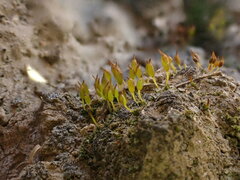 Pterygoneurum ovatum