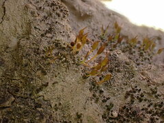 Pterygoneurum ovatum