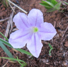 Ruellia cordata