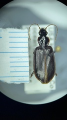 Platynus cincticollis