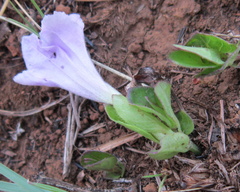 Ruellia cordata