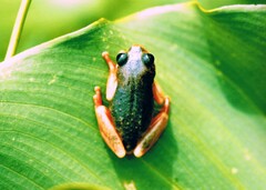 Hyperolius viridiflavus
