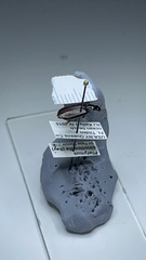 Platynus cincticollis