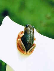 Hyperolius viridiflavus