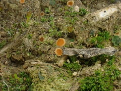 Octospora itzerottii