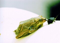 Hyperolius viridiflavus