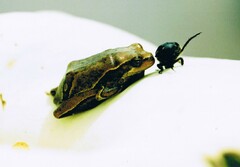 Hyperolius viridiflavus
