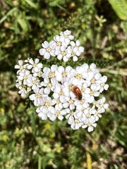 Arthrobrachus nigromaculatus