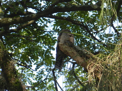Nyctibius griseus